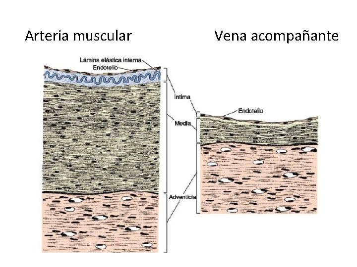 Arteria muscular Vena acompañante 