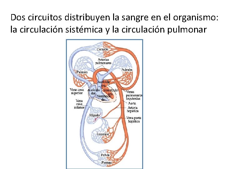 Dos circuitos distribuyen la sangre en el organismo: la circulación sistémica y la circulación
