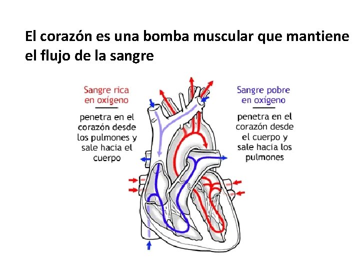 El corazón es una bomba muscular que mantiene el flujo de la sangre 