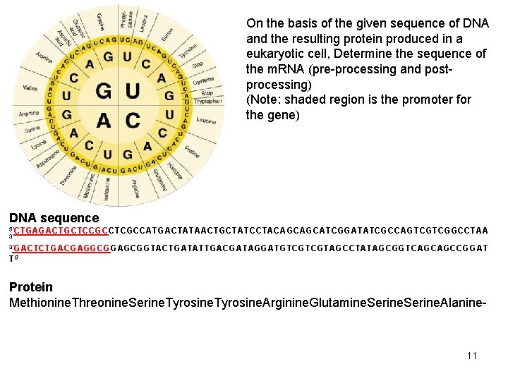 On the basis of the given sequence of DNA and the resulting protein produced