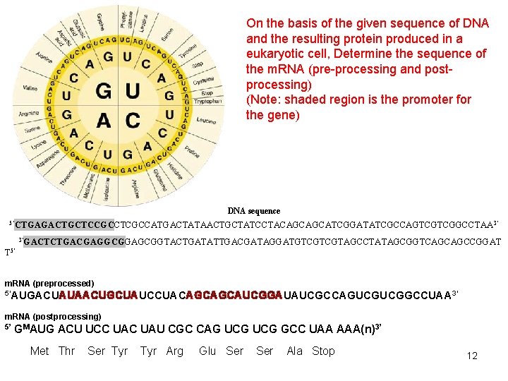 On the basis of the given sequence of DNA and the resulting protein produced