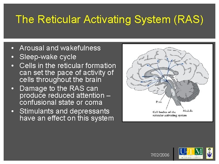 The Reticular Activating System (RAS) • Arousal and wakefulness • Sleep-wake cycle • Cells