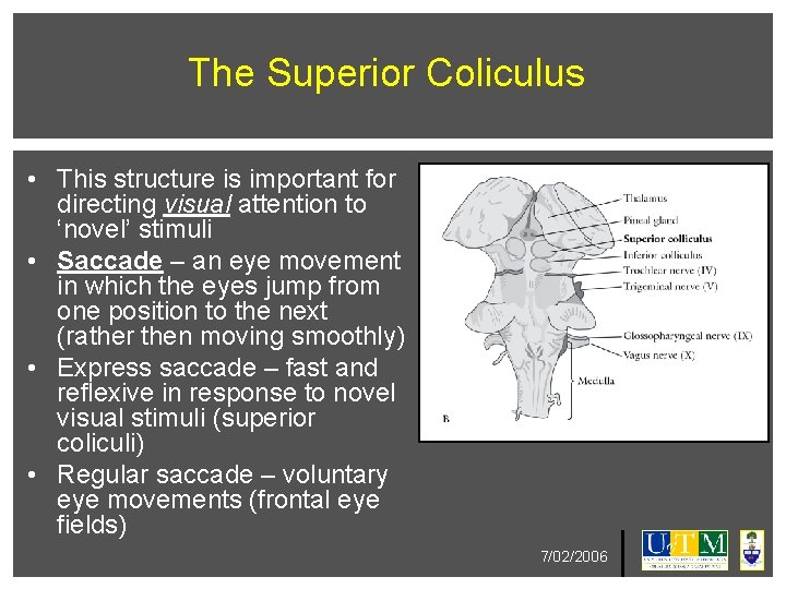 The Superior Coliculus • This structure is important for directing visual attention to ‘novel’