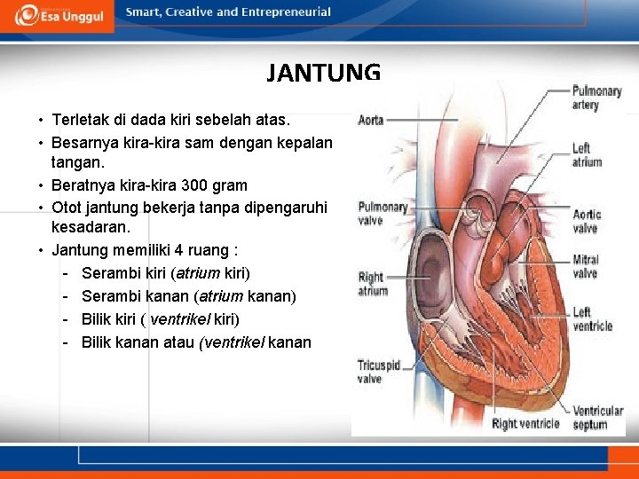 JANTUNG • Terletak di dada kiri sebelah atas. • Besarnya kira-kira sam dengan kepalan