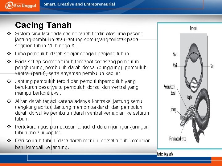 Cacing Tanah v Sistem sirkulasi pada cacing tanah terdiri atas lima pasang jantung pembuluh