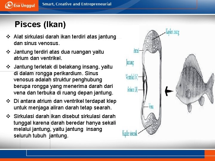 Pisces (Ikan) v Alat sirkulasi darah ikan terdiri atas jantung dan sinus venosus. v