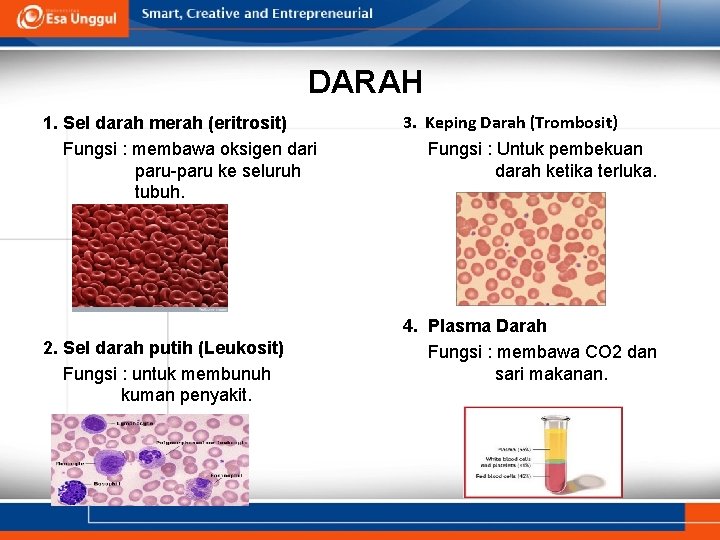 DARAH 1. Sel darah merah (eritrosit) Fungsi : membawa oksigen dari paru-paru ke seluruh