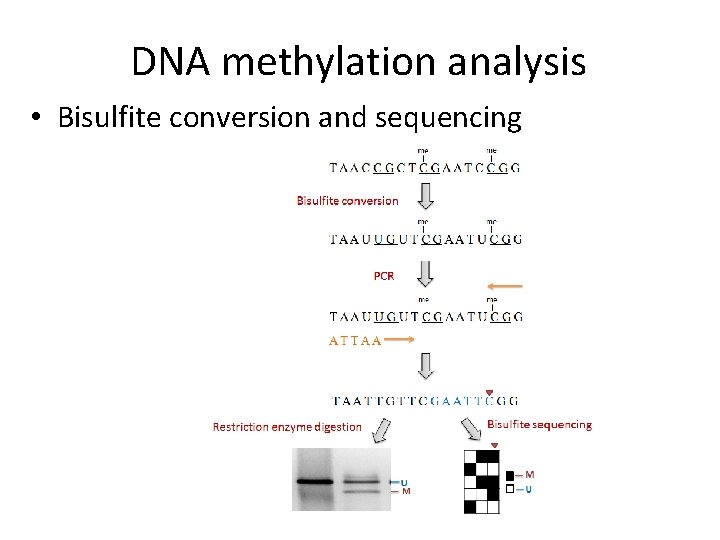 DNA methylation analysis • Bisulfite conversion and sequencing 