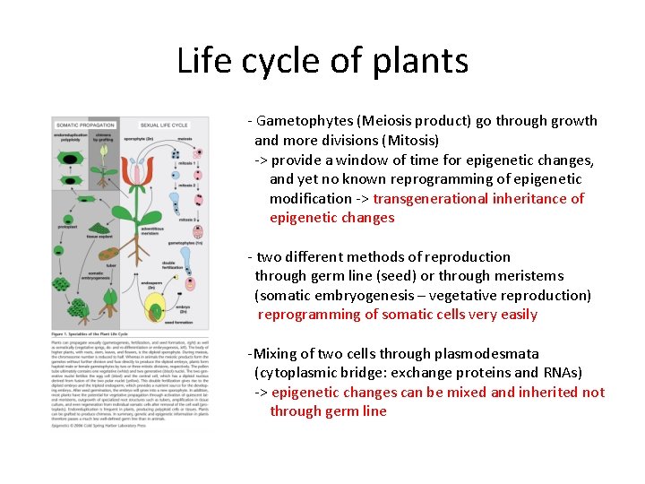 Life cycle of plants - Gametophytes (Meiosis product) go through growth and more divisions