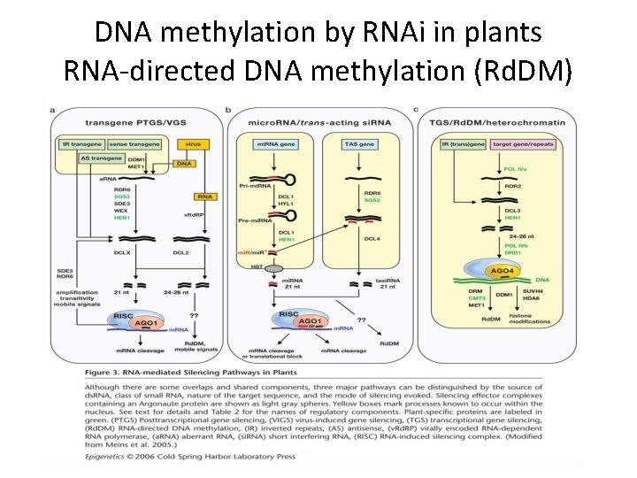 DNA methylation by RNAi in plants RNA-directed DNA methylation (Rd. DM) 