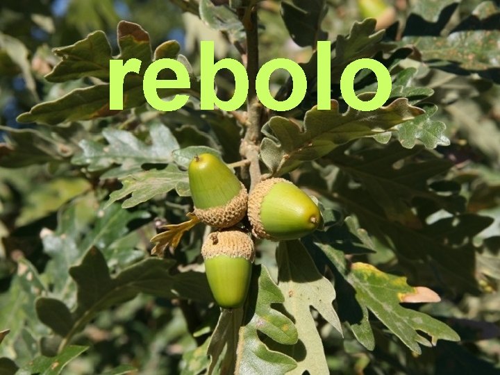 rebolo 