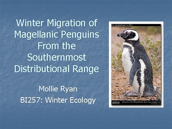 Winter Migration of Magellanic Penguins From the Southernmost Distributional Range Mollie Ryan BI 257: