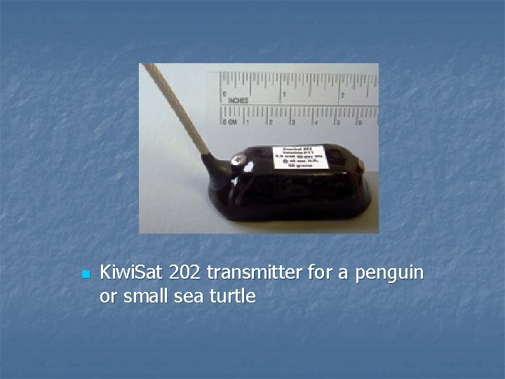 n Kiwi. Sat 202 transmitter for a penguin or small sea turtle 