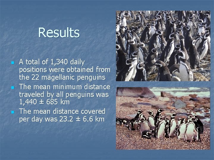 Results n n n A total of 1, 340 daily positions were obtained from