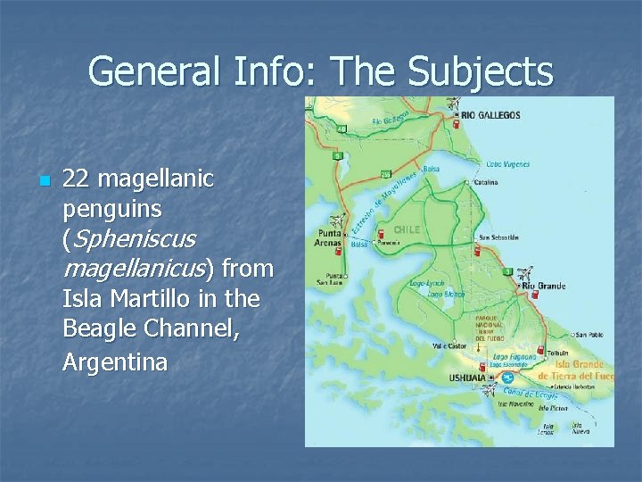 General Info: The Subjects n 22 magellanic penguins (Spheniscus magellanicus) from Isla Martillo in