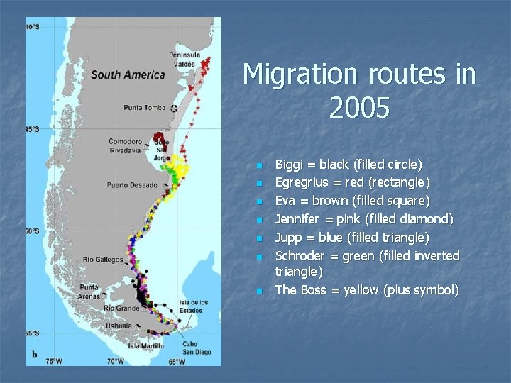 Migration routes in 2005 n n n n Biggi = black (filled circle) Egregrius