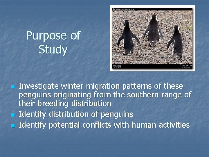 Purpose of Study n n n Investigate winter migration patterns of these penguins originating