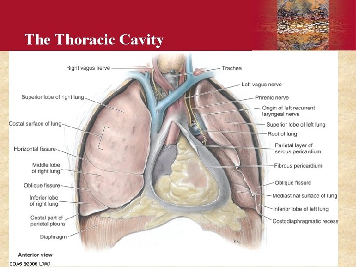 The Thoracic Cavity Copyright © 2006 by Elsevier, Inc. 