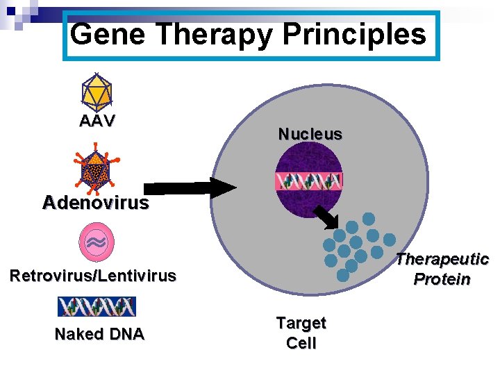 Gene Therapy Principles AAV Nucleus Adenovirus Therapeutic Protein Retrovirus/Lentivirus Naked DNA Target Cell 