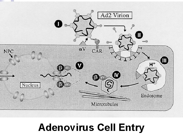 Adenovirus Cell Entry 
