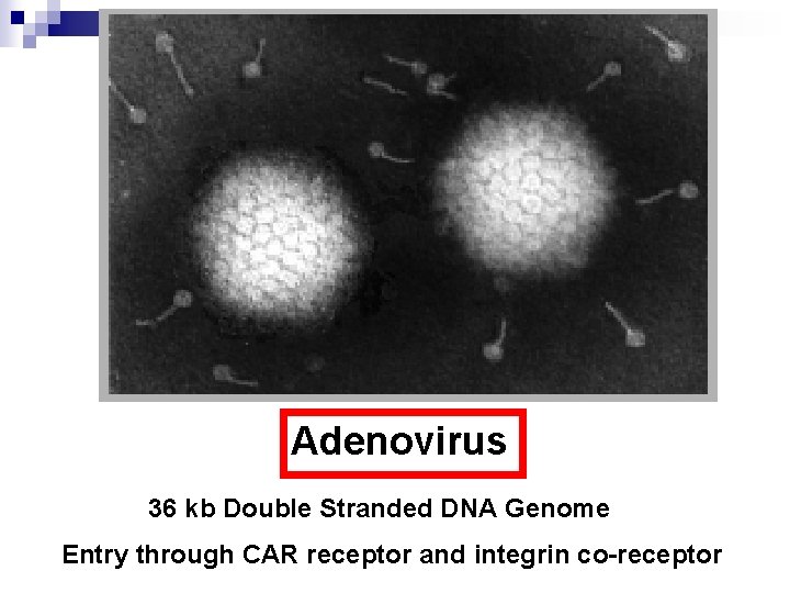 Adenovirus 36 kb Double Stranded DNA Genome Entry through CAR receptor and integrin co-receptor
