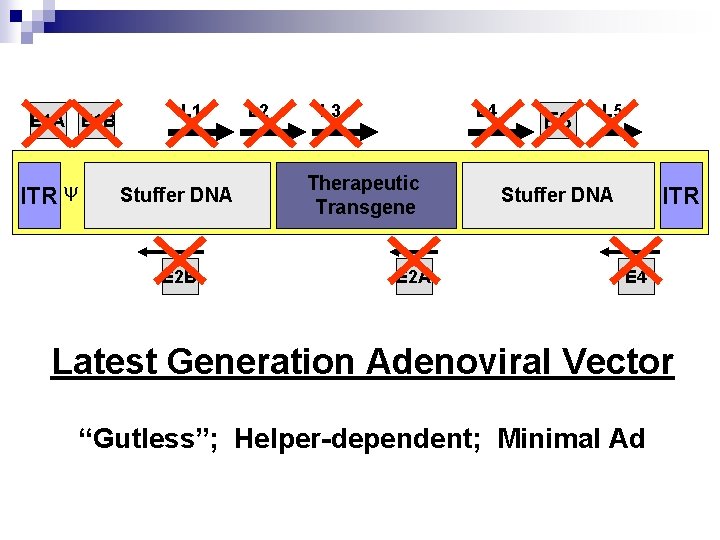 E 1 A E 1 B ITR L 1 Stuffer DNA E 2 B