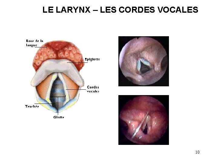LE LARYNX – LES CORDES VOCALES 10 LE LARYNX – LES CORDES VOCALES 10