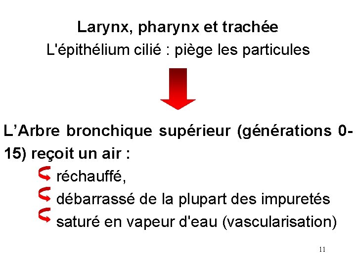 Larynx, pharynx et trachée L'épithélium cilié : piège les particules L’Arbre bronchique supérieur (générations Larynx, pharynx et trachée L'épithélium cilié : piège les particules L’Arbre bronchique supérieur (générations
