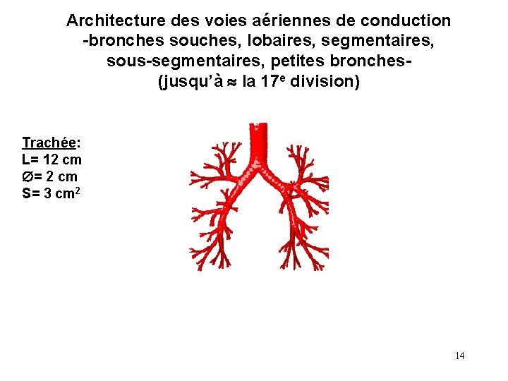 Architecture des voies aériennes de conduction -bronches souches, lobaires, segmentaires, sous-segmentaires, petites bronches(jusqu’à la Architecture des voies aériennes de conduction -bronches souches, lobaires, segmentaires, sous-segmentaires, petites bronches(jusqu’à la