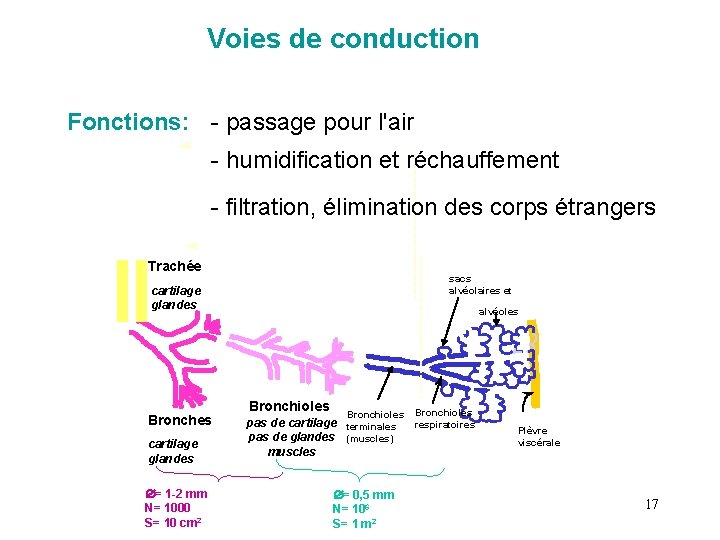 Voies de conduction Fonctions: - passage pour l'air - humidification et réchauffement - Voies de conduction Fonctions: - passage pour l'air - humidification et réchauffement -