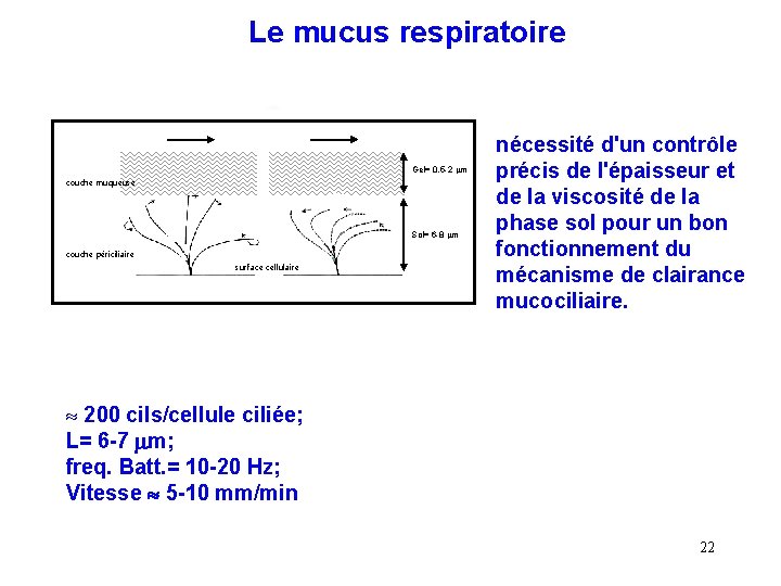 Le mucus respiratoire Gel= 0, 5 -2 mm couche muqueuse Sol= 6 -8 mm Le mucus respiratoire Gel= 0, 5 -2 mm couche muqueuse Sol= 6 -8 mm