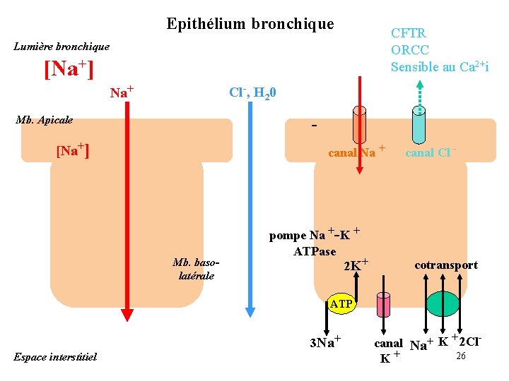 Epithélium bronchique CFTR ORCC Sensible au Ca 2+i Lumière bronchique [Na+] Cl-, H 20