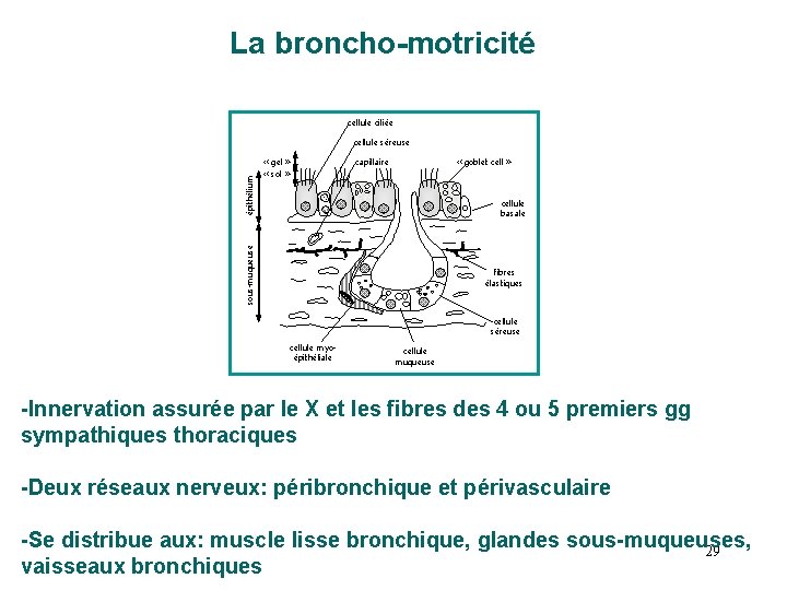 La broncho-motricité cellule ciliée « gel » « sol » « goblet cell » La broncho-motricité cellule ciliée « gel » « sol » « goblet cell »