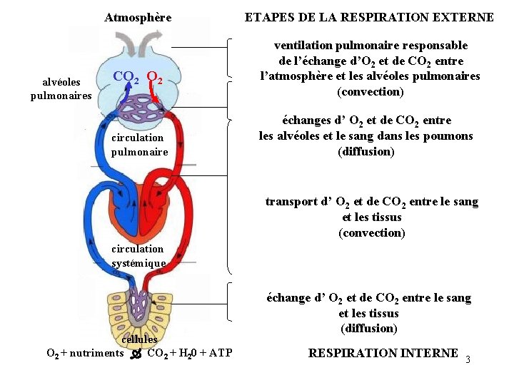 Atmosphère alvéoles pulmonaires CO 2 circulation pulmonaire ETAPES DE LA RESPIRATION EXTERNE ventilation pulmonaire Atmosphère alvéoles pulmonaires CO 2 circulation pulmonaire ETAPES DE LA RESPIRATION EXTERNE ventilation pulmonaire
