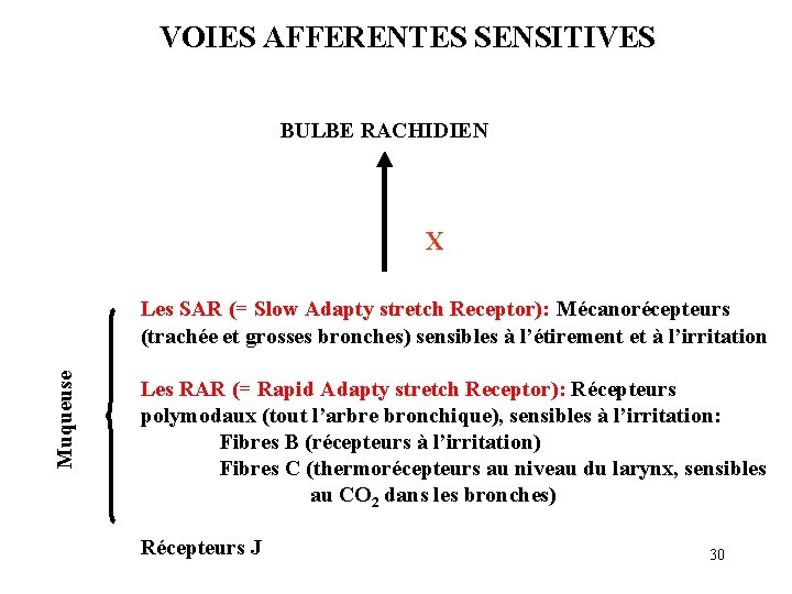 VOIES AFFERENTES SENSITIVES BULBE RACHIDIEN X Muqueuse Les SAR (= Slow Adapty stretch Receptor): VOIES AFFERENTES SENSITIVES BULBE RACHIDIEN X Muqueuse Les SAR (= Slow Adapty stretch Receptor):