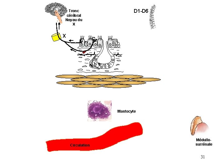 D 1 -D 6 Tronc cérébral Noyau du X X r C + Mastocyte D 1 -D 6 Tronc cérébral Noyau du X X r C + Mastocyte