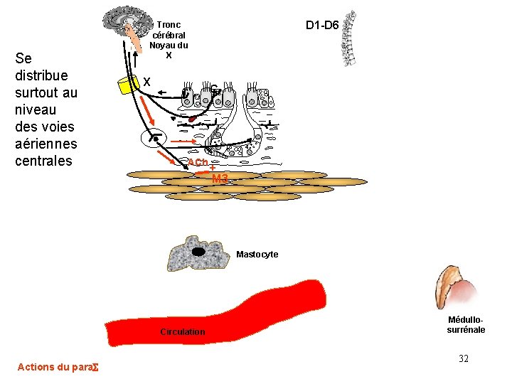 Se distribue surtout au niveau des voies aériennes centrales D 1 -D 6 Tronc Se distribue surtout au niveau des voies aériennes centrales D 1 -D 6 Tronc