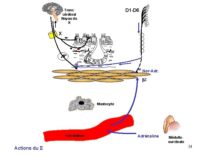 D 1 -D 6 Tronc cérébral Noyau du X X r C Nor-Adr. b D 1 -D 6 Tronc cérébral Noyau du X X r C Nor-Adr. b