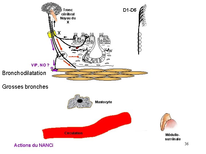 D 1 -D 6 Tronc cérébral Noyau du X X r C VIP, NO D 1 -D 6 Tronc cérébral Noyau du X X r C VIP, NO