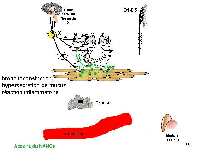 D 1 -D 6 Tronc cérébral Noyau du X X C r SP bronchoconstriction, D 1 -D 6 Tronc cérébral Noyau du X X C r SP bronchoconstriction,