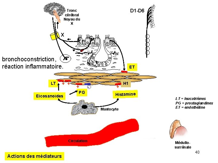 D 1 -D 6 Tronc cérébral Noyau du X X C r bronchoconstriction, réaction D 1 -D 6 Tronc cérébral Noyau du X X C r bronchoconstriction, réaction