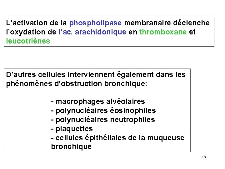 L’activation de la phospholipase membranaire déclenche l’oxydation de l’ac. arachidonique en thromboxane et leucotriènes L’activation de la phospholipase membranaire déclenche l’oxydation de l’ac. arachidonique en thromboxane et leucotriènes