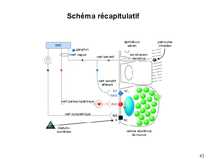 Schéma récapitulatif épithélium aérien SNC particules inhalées ganglion nerf vague nerf sensitif terminaison sensitive Schéma récapitulatif épithélium aérien SNC particules inhalées ganglion nerf vague nerf sensitif terminaison sensitive