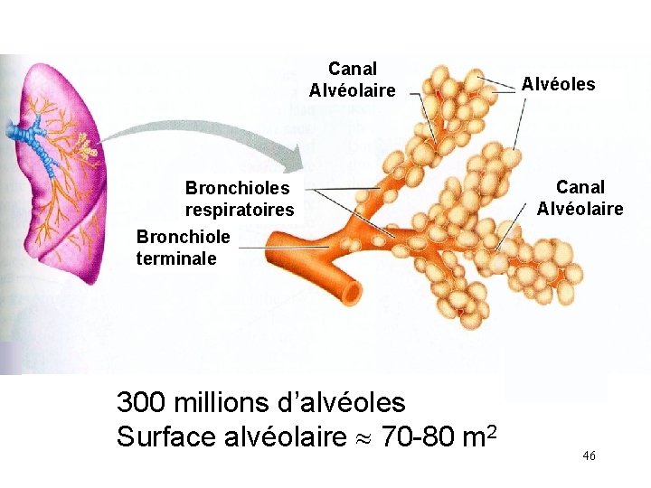 Canal Alvéolaire Bronchioles respiratoires Alvéoles Canal Alvéolaire Bronchiole terminale 300 millions d’alvéoles Surface alvéolaire Canal Alvéolaire Bronchioles respiratoires Alvéoles Canal Alvéolaire Bronchiole terminale 300 millions d’alvéoles Surface alvéolaire