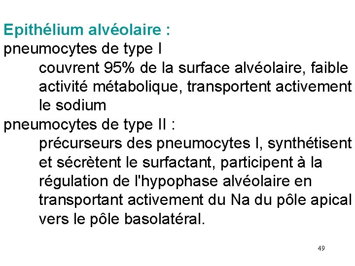 Epithélium alvéolaire : pneumocytes de type I couvrent 95% de la surface alvéolaire, faible Epithélium alvéolaire : pneumocytes de type I couvrent 95% de la surface alvéolaire, faible