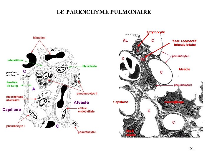 LE PARENCHYME PULMONAIRE lymphocyte tissu conjonctif interalvéolaire Alvéole Capillaire macrophage Capillaire fibroblaste 51 LE PARENCHYME PULMONAIRE lymphocyte tissu conjonctif interalvéolaire Alvéole Capillaire macrophage Capillaire fibroblaste 51