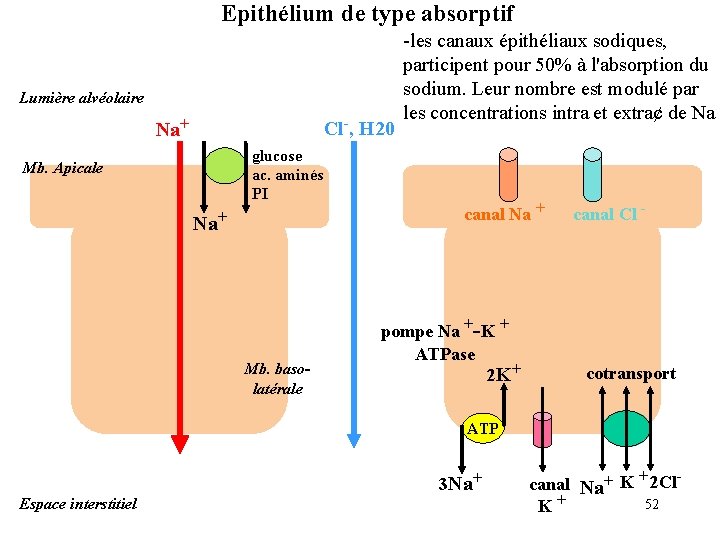 Epithélium de type absorptif Lumière alvéolaire Cl-, H 20 Na+ glucose ac. aminés PI Epithélium de type absorptif Lumière alvéolaire Cl-, H 20 Na+ glucose ac. aminés PI