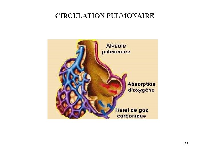 CIRCULATION PULMONAIRE 58 CIRCULATION PULMONAIRE 58