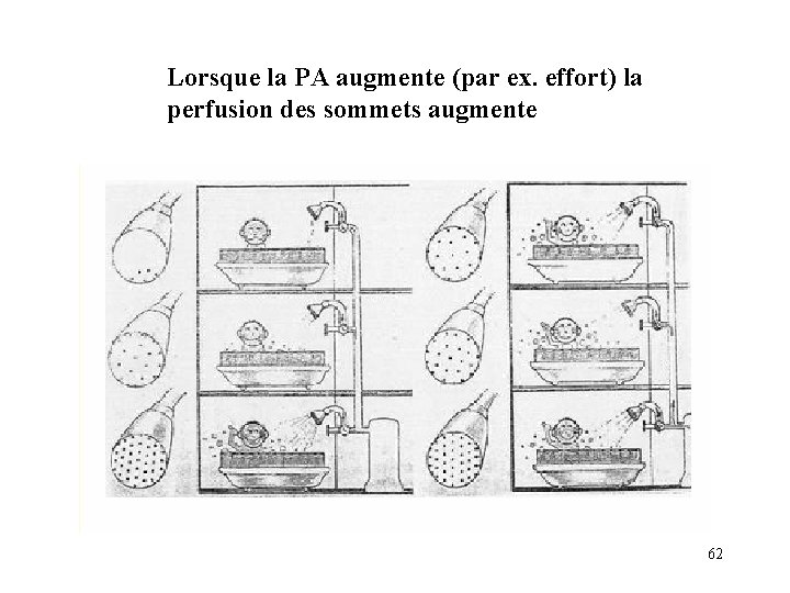 Lorsque la PA augmente (par ex. effort) la perfusion des sommets augmente 62 Lorsque la PA augmente (par ex. effort) la perfusion des sommets augmente 62