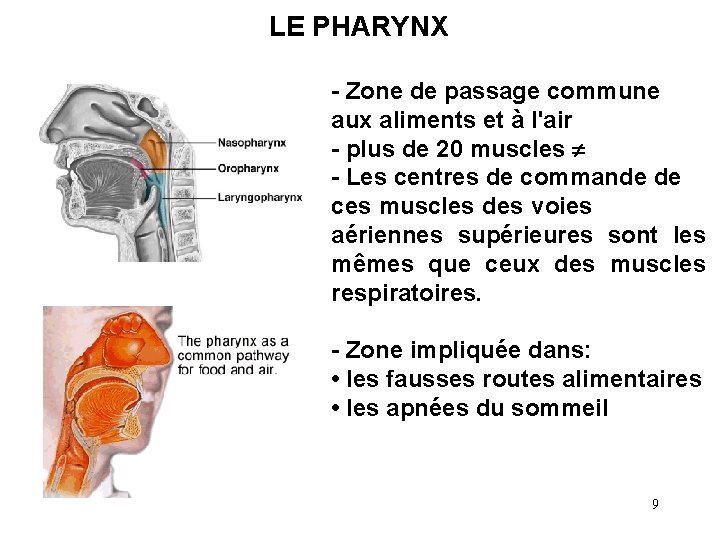 LE PHARYNX - Zone de passage commune aux aliments et à l'air - plus LE PHARYNX - Zone de passage commune aux aliments et à l'air - plus